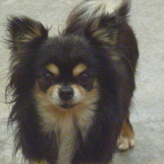 パパとして活躍してきましたチワワです。