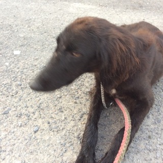 めずらしいミックス犬です！