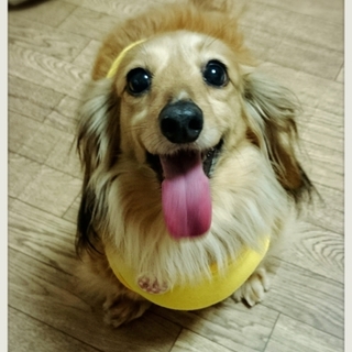 ☆ゆきみ☆里親さま決定☆