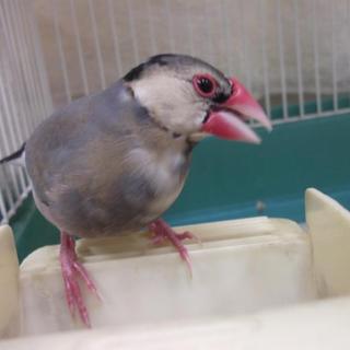 愛護センター保護文鳥＠幸せをつかみました