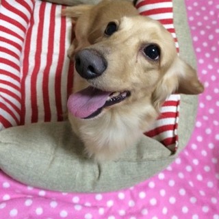 甘えん坊ダックス