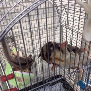 フクロモモンガ♂♀募集者多数の為、一時終了中です。