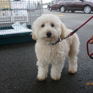 わんぱくトイプードル