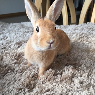 ネザーランドの男の子です★