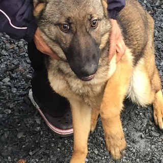 ９ケ月のシェパード　牝