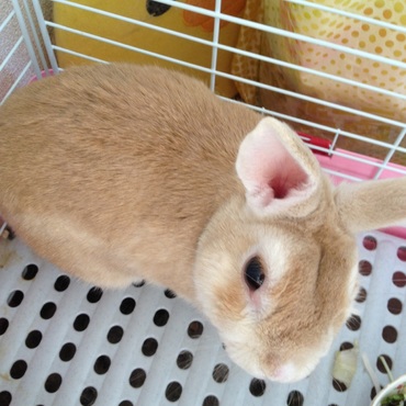 モコたん 2014年春、お月様に帰りました。