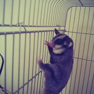 フクロモモンガ♂♀里親募集です。