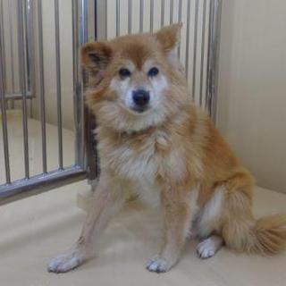 飼い主様に返還されました