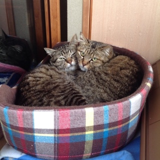 猫の兄弟の里親さんを探しています。