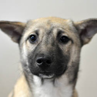 6ヶ月の女の子が2匹、家族を待っています。