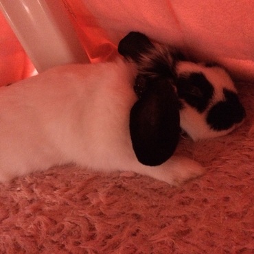 こたつだいすき♡