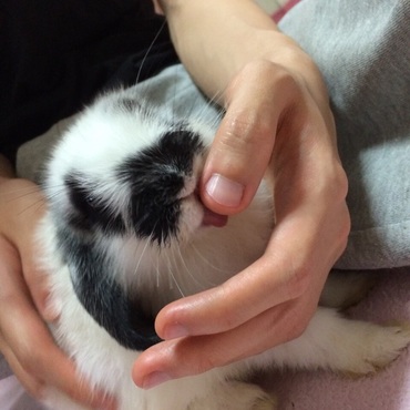 ぺろちゃん1ヶ月の頃♡ぺろぺろ♡