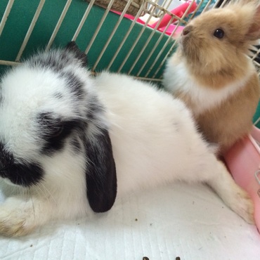 ぺろちゃんとれおくん♡