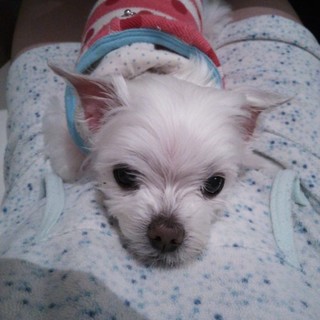 愛嬌たっぷり、可愛さ抜群です!!