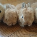ミニウサギの赤ちゃん