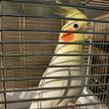 オカメインコ　ルチノー♂　ありがとうございました。
