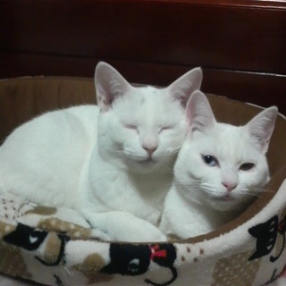 レンくんとニナコちゃんいつも一緒♪