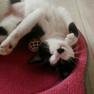 【募集一時停止中】おちゃめなチュッパちゃん