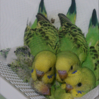 今年１月に産まれたセキセイインコ5匹