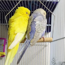 セキセイインコのきぴちゃんとあおちゃん