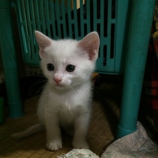 生後40日・子猫の里親さん募集