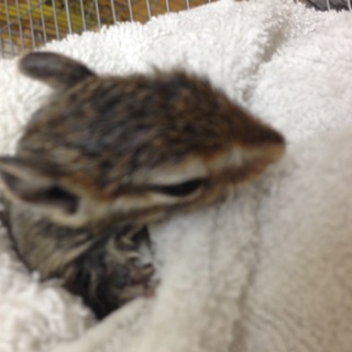 シマリスの里親募集