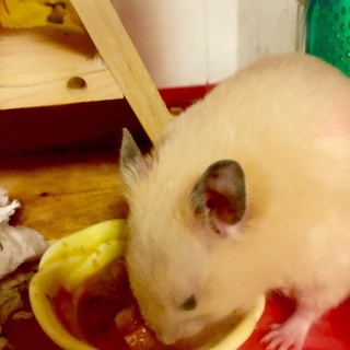 キンクマハムスター♂の里親さん募集