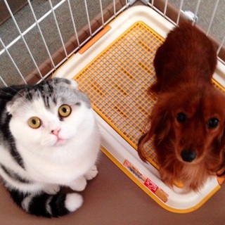 可愛がってあげて下さい。助けて下さい。