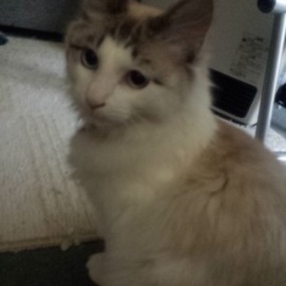 可愛いひめちゃん