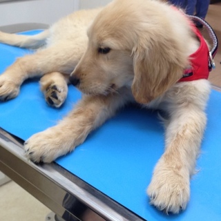 温かい御家族見つかりました。ゴールデン*女の子*