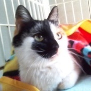 たまみちゃん　三毛の女の子　１歳半くらい