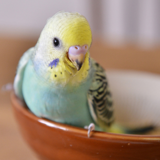 セキセイインコ里親様募集