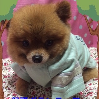 小振りのポメラニアン・ファンファン君は甘えん坊