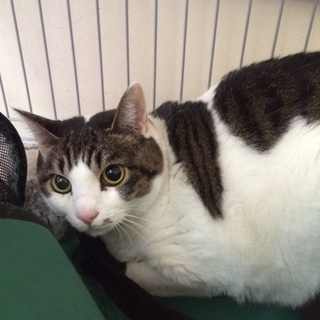 大きめの白サバちゃん！