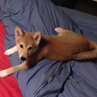 人が大好きなこの子を家族にしてあげてください