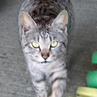 アメリカンショートヘアの雑種だと思います