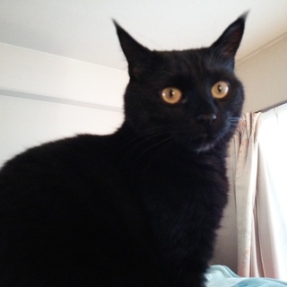黒猫、男の子の里親さん募集！