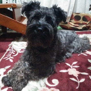 ミニチュアシュナウザー男の子