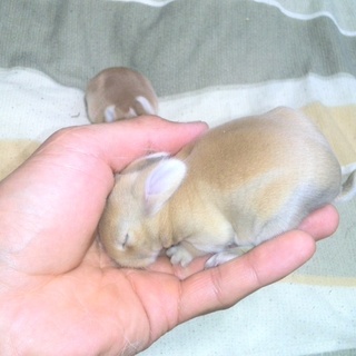 決まっていた里親がお迎え出来なくなりました。