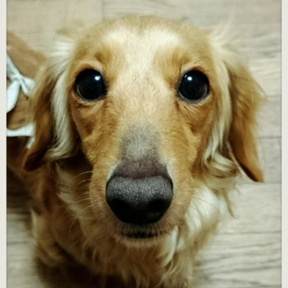 ☆こはる☆里親さま決定☆