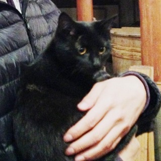 避妊手術済！ぶさかわいい黒猫姉妹です