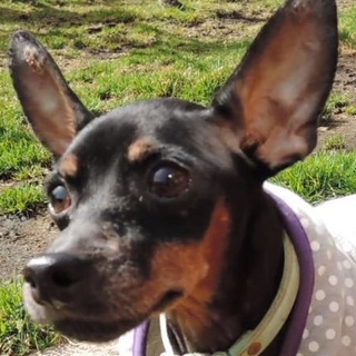 優しさあふれる穏やかミニピン　ハイジ