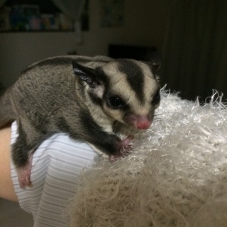 フクロモモンガ里親募集