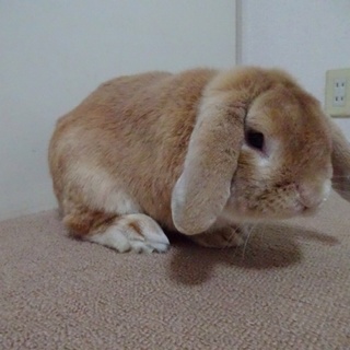 ホーランドロップイヤー2歳