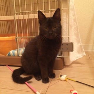 里親さん決まりました。ありがとうございます。