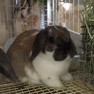 里親様を募集しています。