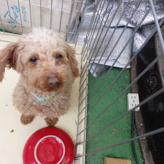 有難うございました　里親さまが決定しました！！