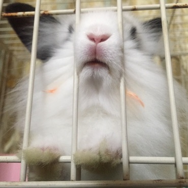 大好きなにんじんも自慢のほっぺの毛にからまっちゃう♡