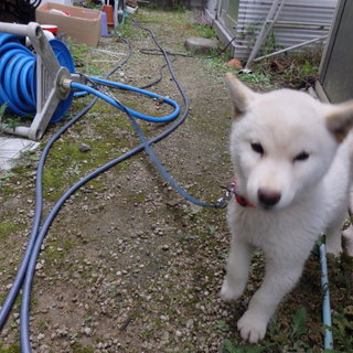 里親緊急募集！！