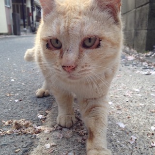 捨てられた野良の雄猫。3〜4歳。